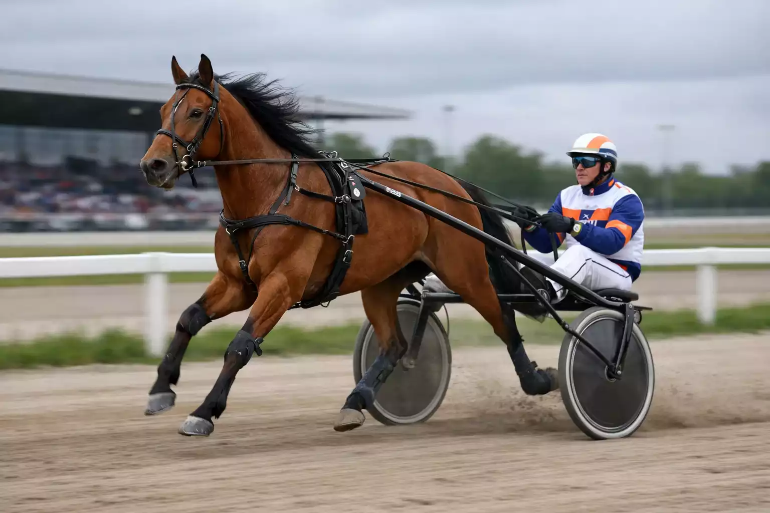 Draverij met pikeur in sulky achter dravend paard op Nederlandse drafbaan